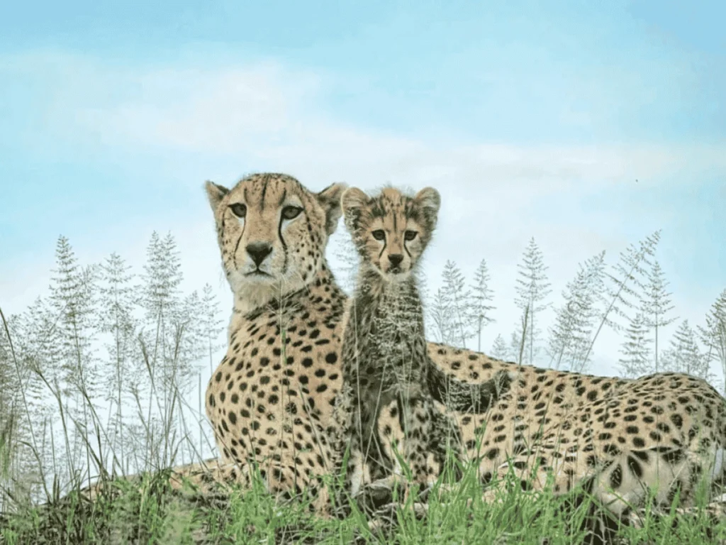 Picture 10 Days Tanzania Safari 01. Adult cheetah with a cub.