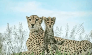 Picture 10 Days Tanzania Safari 01. Adult cheetah with a cub.