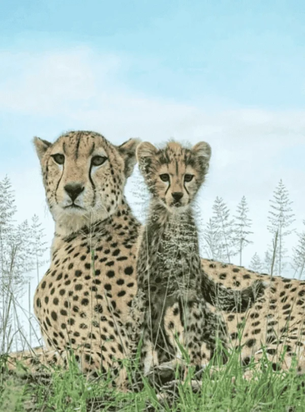 Picture 10 Days Tanzania Safari 01. Adult cheetah with a cub.