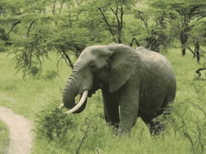 Picture 10 Days Tanzania Safari 02