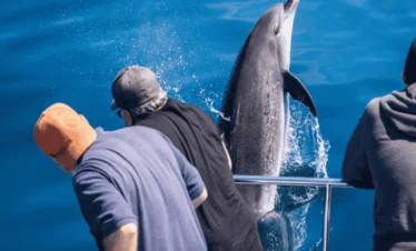 Picture 6 Days Zanzibar Blue Beach Holiday 02. Dolphin tour.