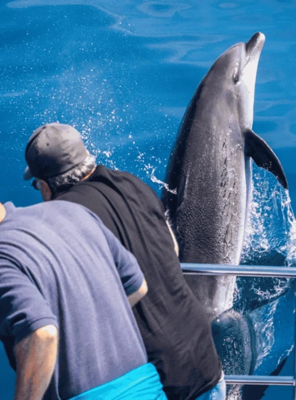 Picture 6 Days Zanzibar Blue Beach Holiday 02. Dolphin tour.