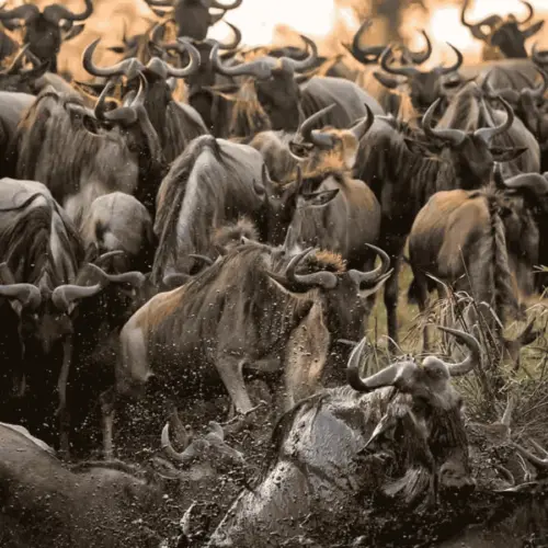 Wildebeest migration tanzania