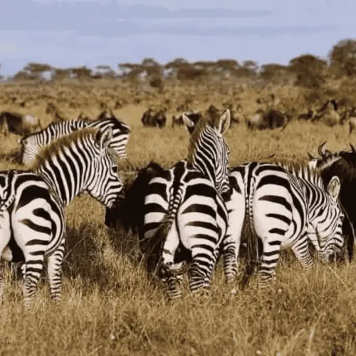Wildebeests and zebras