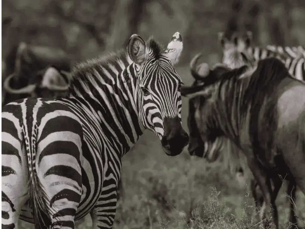 Zebras and wildebeest migrating together.