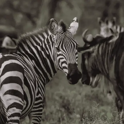 Zebras and wildebeest migrating together.