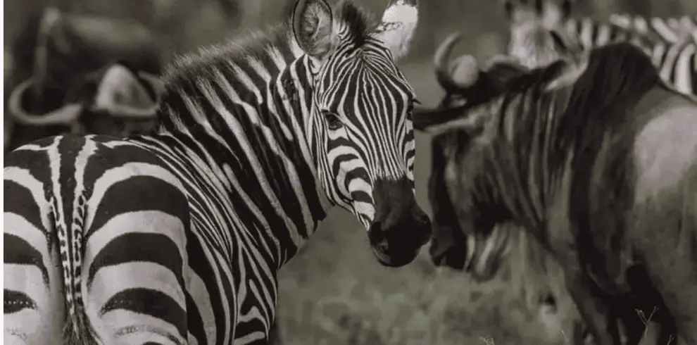 Zebras and wildebeest migrating together.