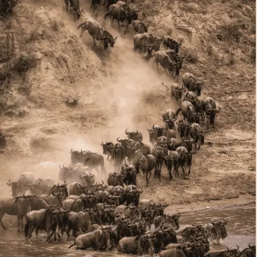 A herd of wildebeest crosses a river