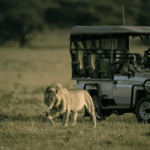 A lion plays with ist pre near a safari jeep.