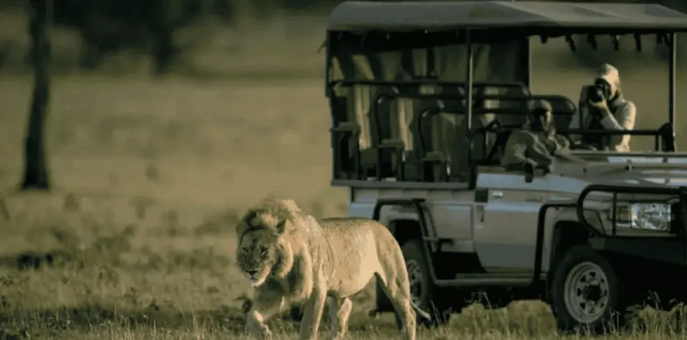 A lion plays with ist pre near a safari jeep.