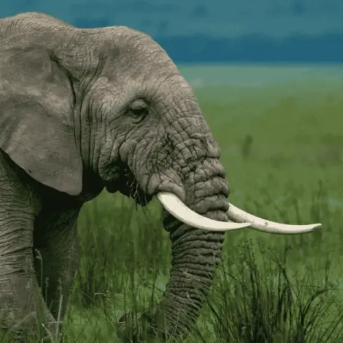 An elephant
