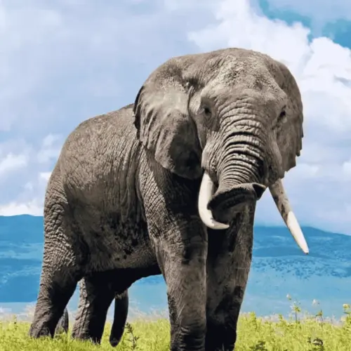An elephant in tarangire national park.
