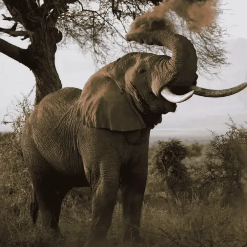 An elephant throws sand on itself.
