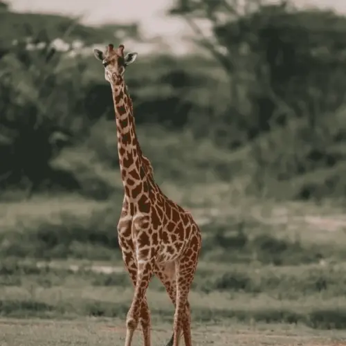 Giraffe