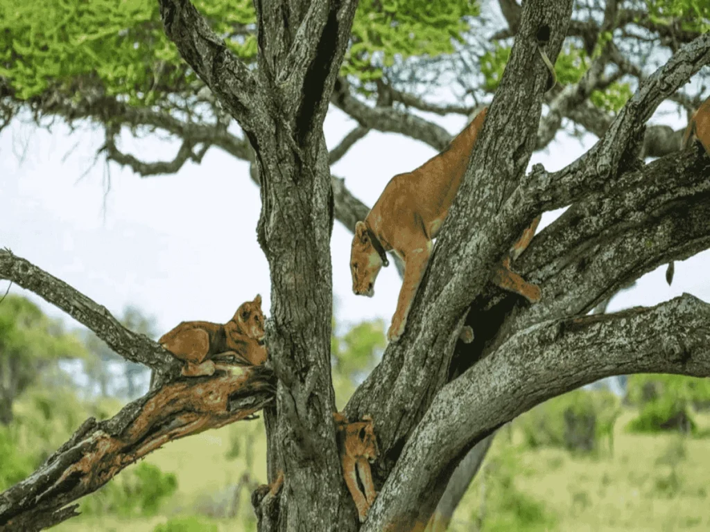Picture 3 Day Tanzania Safari 02. Lion cliombing a tree.