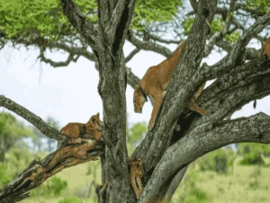 Picture 3 Day Tanzania Safari 02. Lion cliombing a tree.