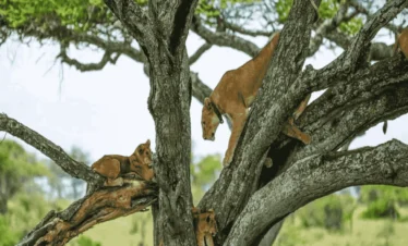 Picture 3 Day Tanzania Safari 02. Lion cliombing a tree.