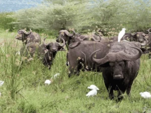 Picture 3 Day Tanzania Safari 03. A african buffalo herd.