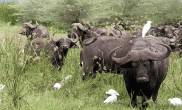 Picture 3 Day Tanzania Safari 03. A african buffalo herd.