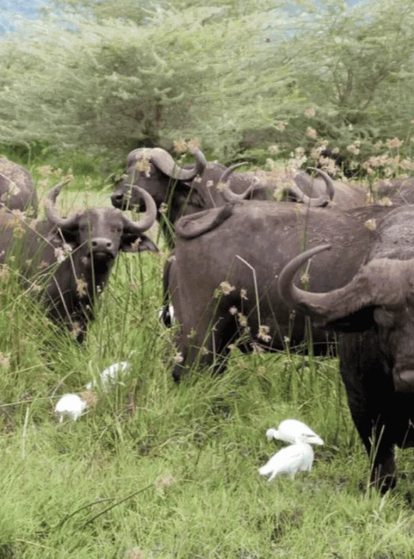 Picture 3 Day Tanzania Safari 03. A african buffalo herd.