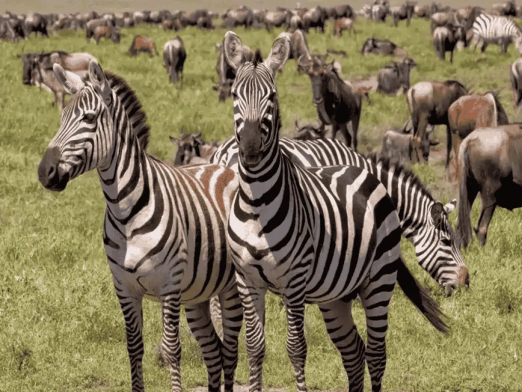 Picture 4 Days Tanzania Safari 01. Two zebras in the foreground.