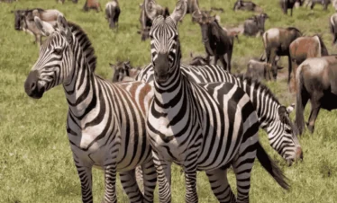 Picture 4 Days Tanzania Safari 01. Two zebras in the foreground.