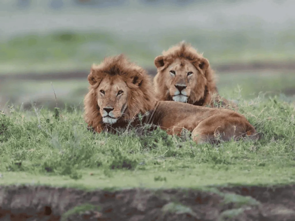 Picture 5 Days Safari Tanzania 01