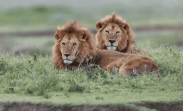 Picture 5 Days Safari Tanzania 01