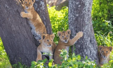 Picture 6 Day Tanzania Safari 01, Serengeti, lake manyara, Tarangiere, Ngorongoro