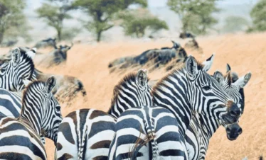 Picture One Day Mikumi Safari 01