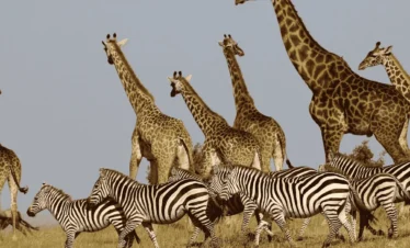 one Day Mikumi National Park