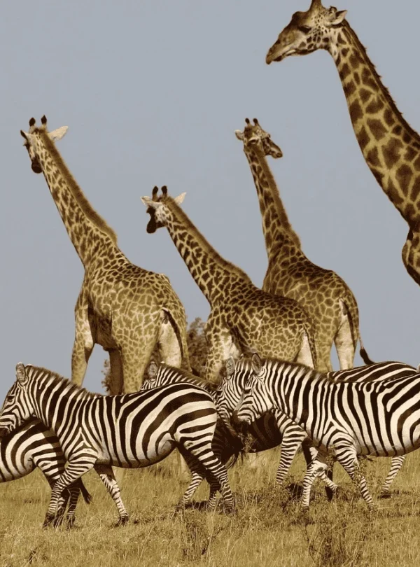 one Day Mikumi National Park