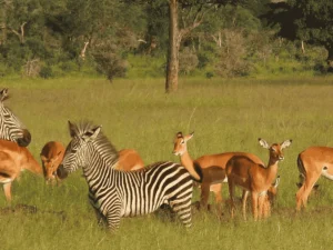 Picture One Day Mikumi NP Safari 03