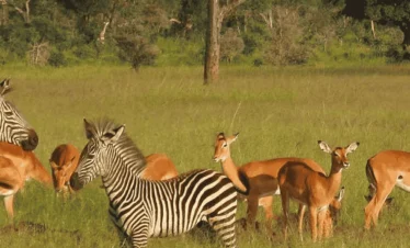 Picture One Day Mikumi NP Safari 03