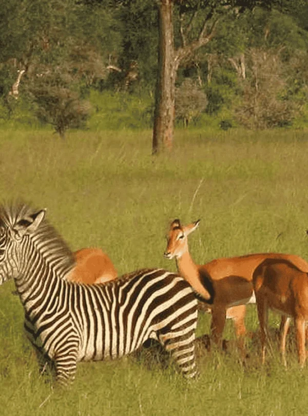 Picture One Day Mikumi NP Safari 03