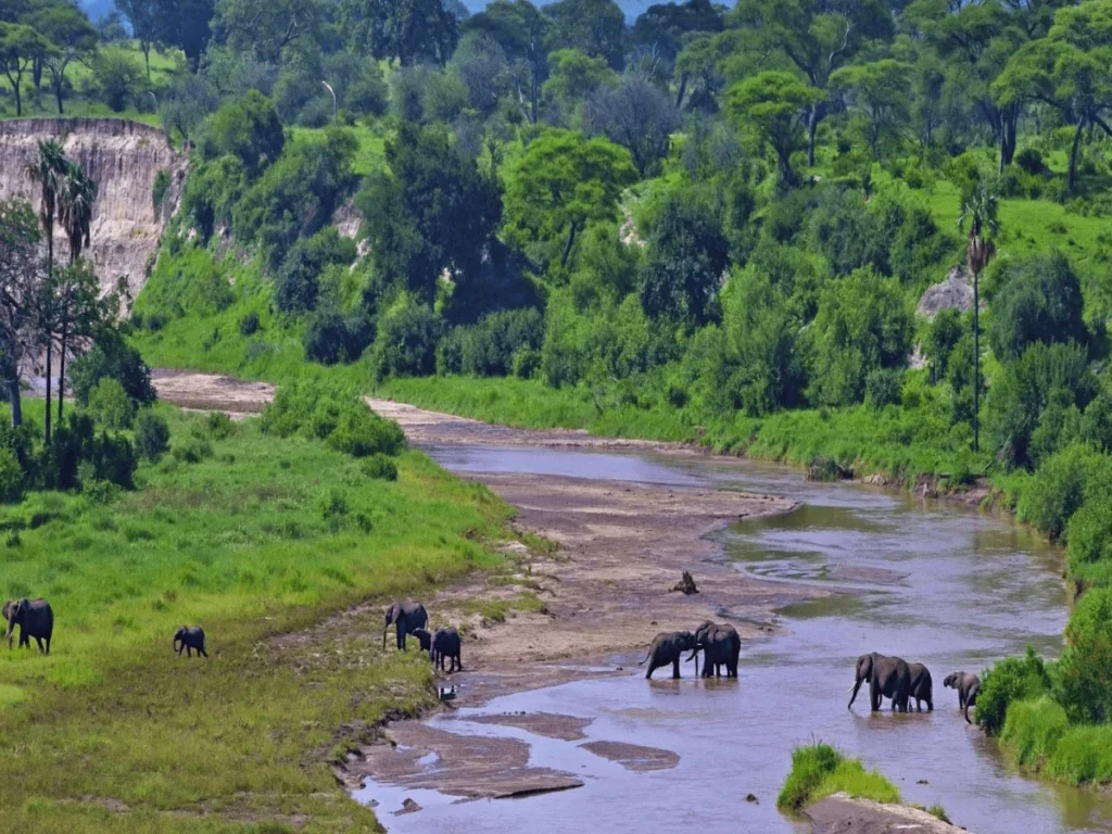 Picture One Day Trip Tarangire NP 02