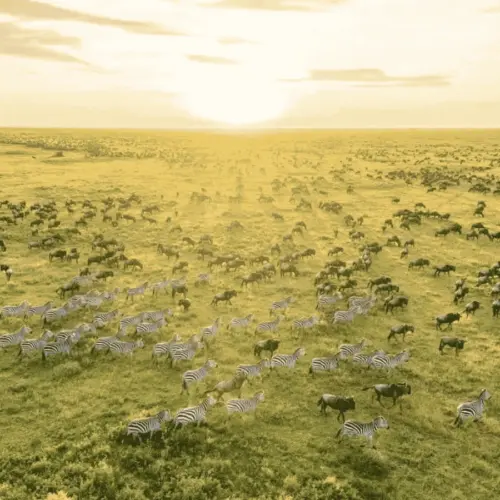 The Serengeti from above