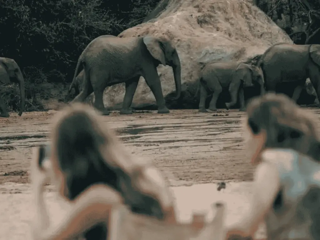 Tourists on a safari are watching a herd of elefants.
