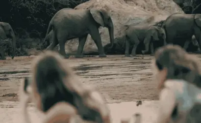Tourists on a safari are watching a herd of elefants.