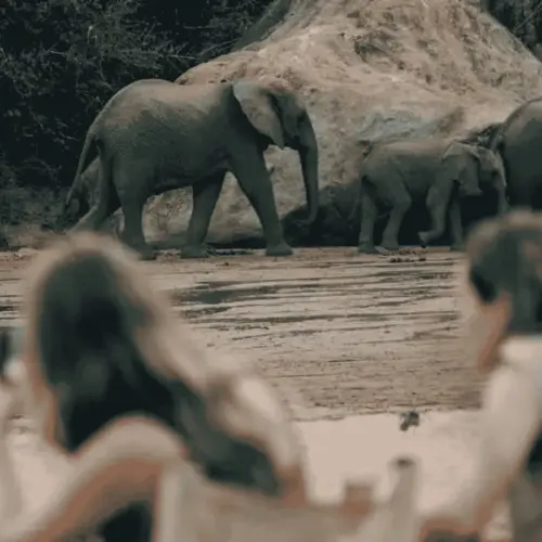 Tourists on a safari are watching a herd of elefants.