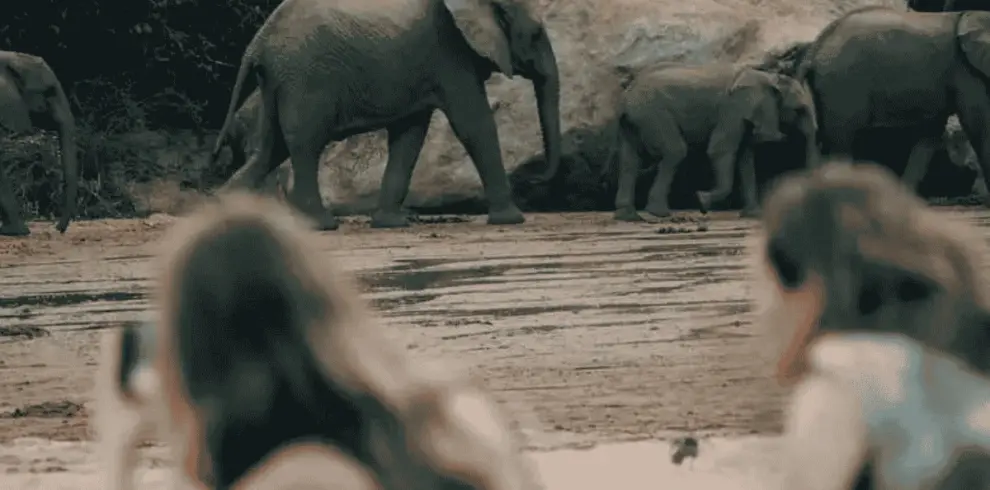 Tourists on a safari are watching a herd of elefants.