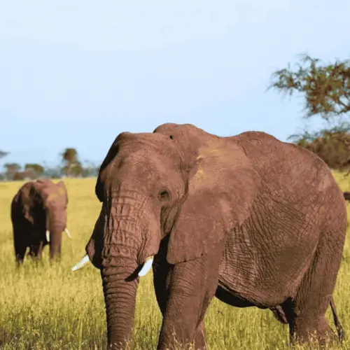 Two Elephants