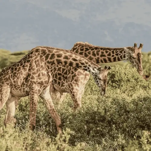 Two giraffes are eating leaves from bushes.