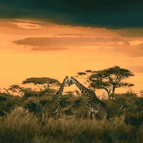 Two giraffes at sunset.