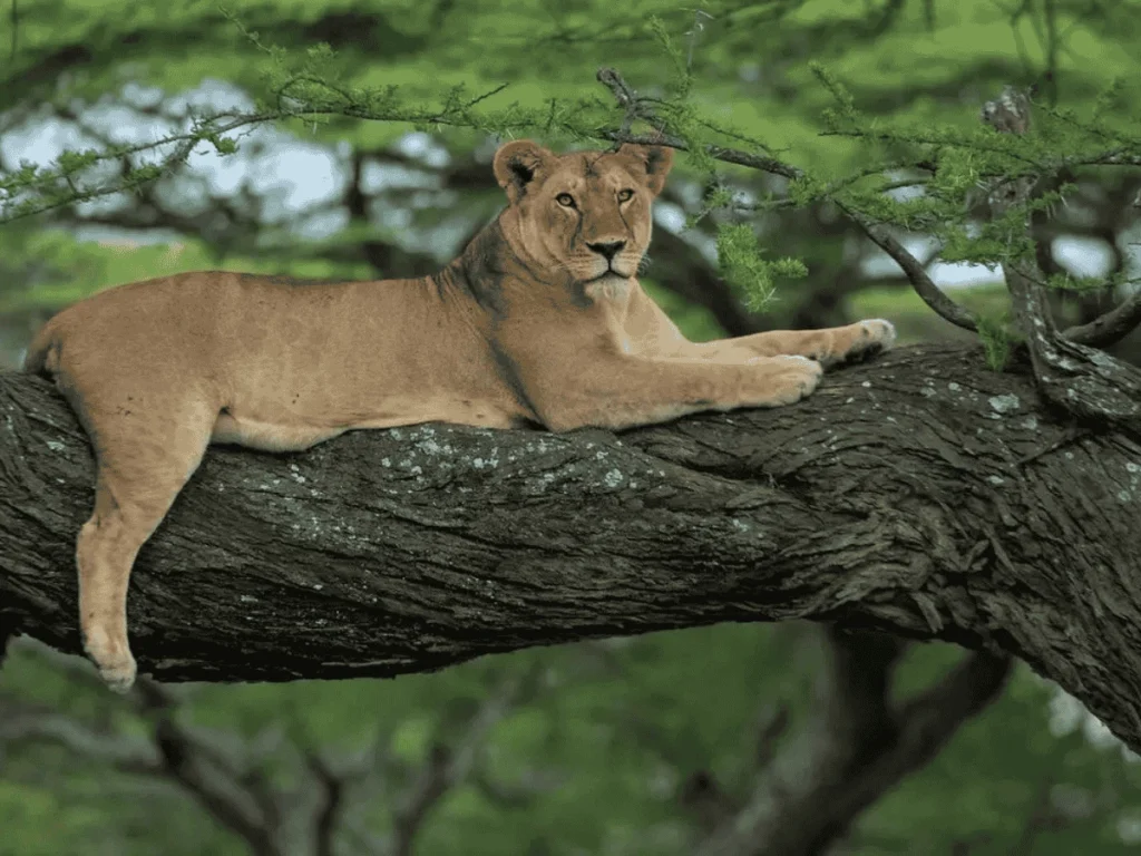 Picture Lake Manyara National Park Day Trip 01, Lake Manyara Safari day trip