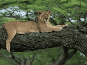 Picture Lake Manyara National Park Day Trip 01, Lake Manyara Safari day trip