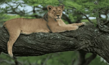 Picture Lake Manyara National Park Day Trip 01, Lake Manyara Safari day trip