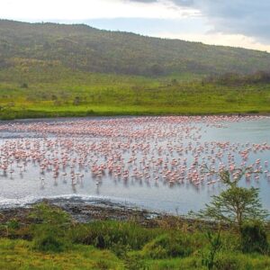 MOUNT OLDONYO LENGAI Flamingos 03
