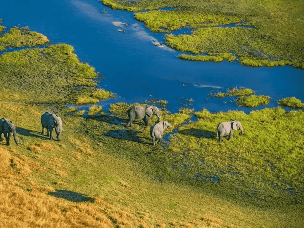 Four elephants on the bank of a river in the Masai Mara National Park, Kenya, near Lake Naivasha. Picture 3 Day Trip Lake Naivasha, Masai Mara, Kenya.