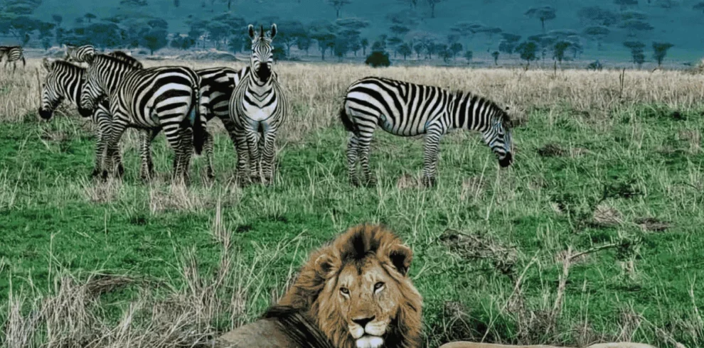 Picture 7 Days Amboseli NP, Lake Nakuru NP and Masai Mara. 7 Day kenya safari.